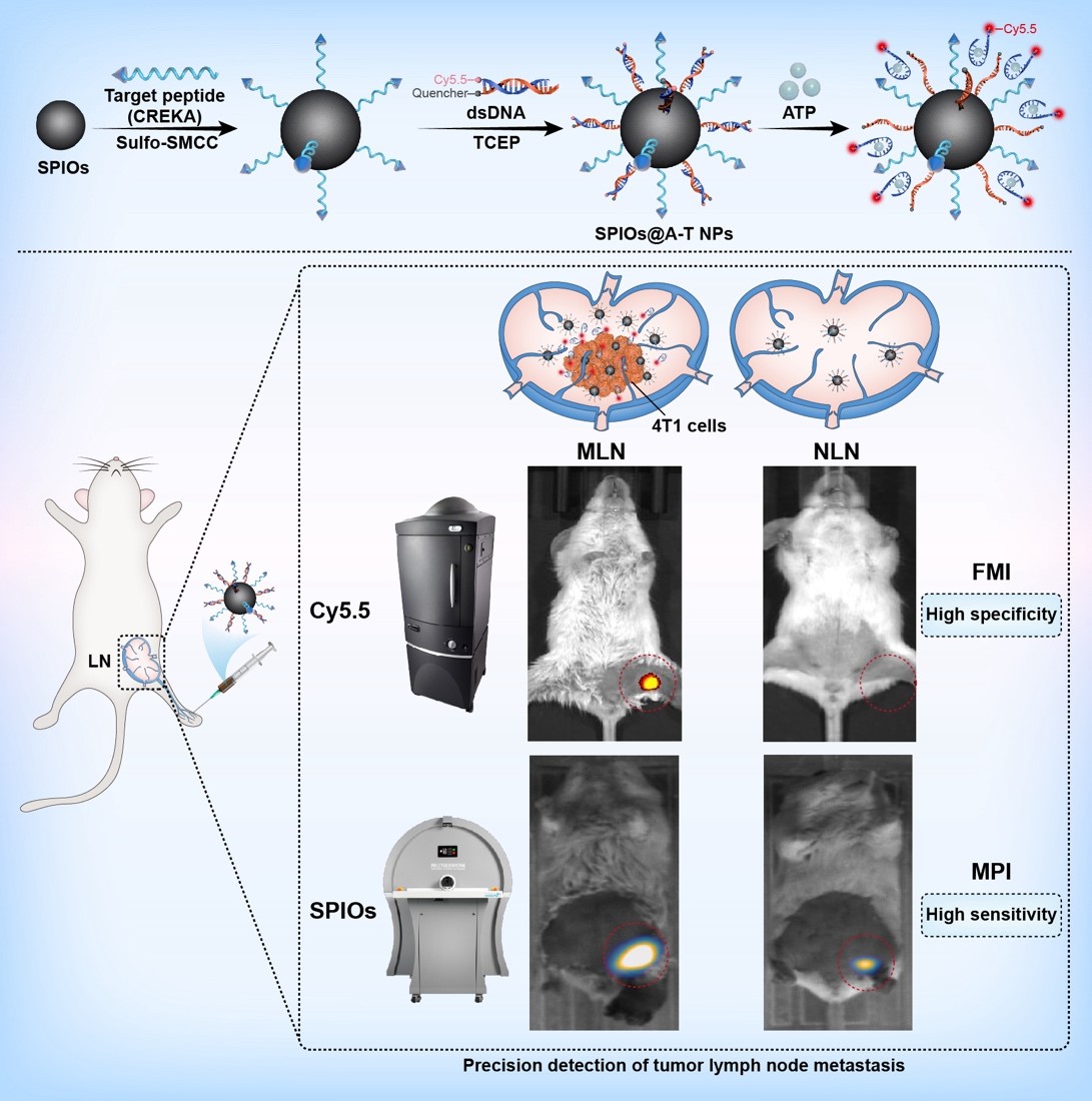 中科院分子影像重点实验室研发新型ATP响应型靶向纳米探针 成功应用于乳腺癌淋巴结转移灶的活体成像检测